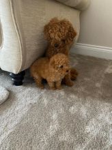 Poodle Boy and Girl For Sale Text us at 908) 516-8653‬