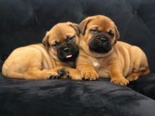 Registered Bullmastiffs Puppies Text us at 908) 516-8653‬