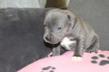 Stunning Blue Staffordshire Puppies For Sale Text us at 908) 516-8653‬