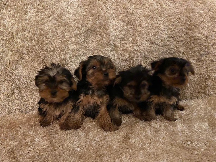4 Yorkshire Terrier Puppies For Sale Text us at 908) 516-8653‬ Image eClassifieds4u
