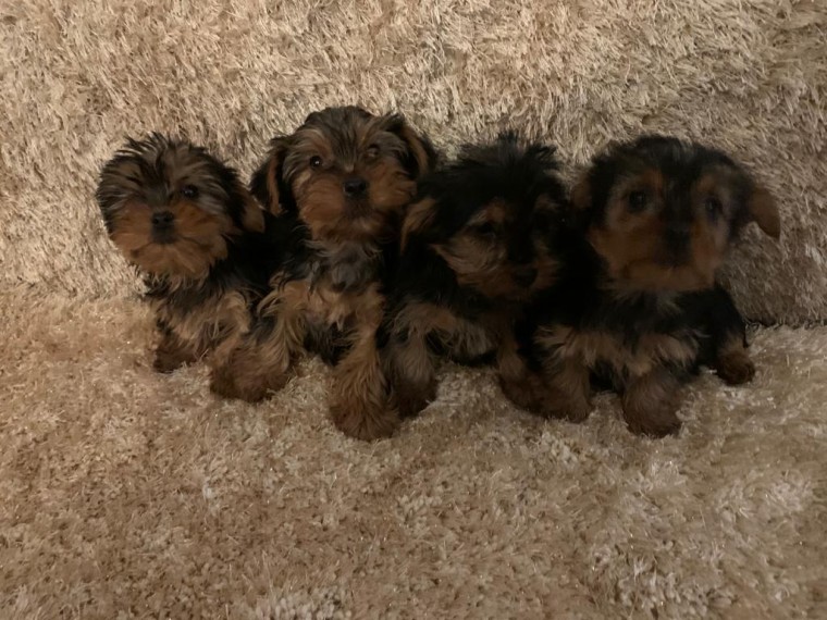 4 Yorkshire Terrier Puppies For Sale Text us at 908) 516-8653‬ Image eClassifieds4u