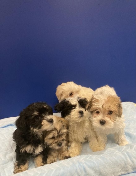 5 Beautiful Morkie Puppies For Sale Text us at 908) 516-8653‬ Image eClassifieds4u