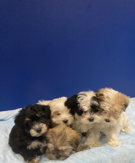 5 Beautiful Morkie Puppies For Sale Text us at 908) 516-8653‬ Image eClassifieds4u