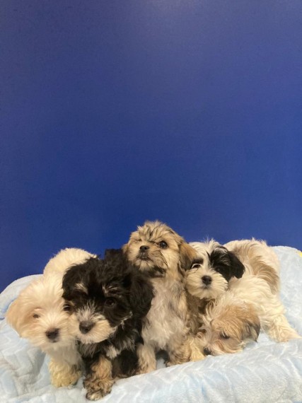 5 Beautiful Morkie Puppies For Sale Text us at 908) 516-8653‬ Image eClassifieds4u