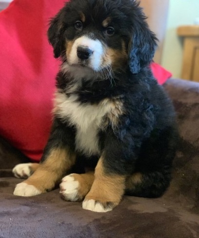 Bernese Mountain Dog Puppies For Sale Text us at 908) 516-8653‬ Image eClassifieds4u