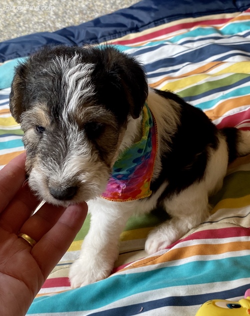 Fox Terrier Girl Puppy For Sale Text us at 908) 516-8653‬ Image eClassifieds4u