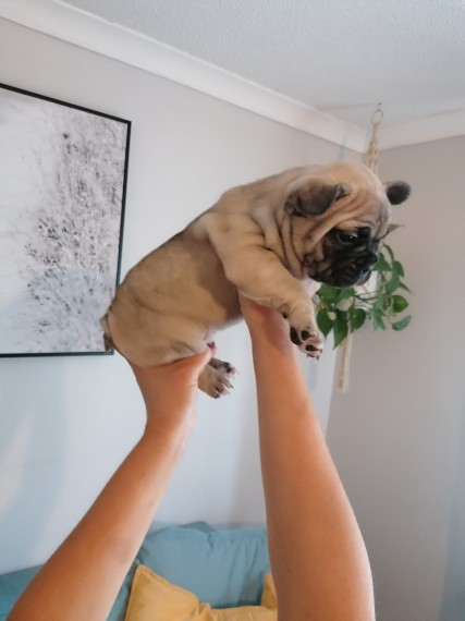 Full Cream French Bulldog Puppy Girl For Sale Text us at 908) 516-8653‬ Image eClassifieds4u