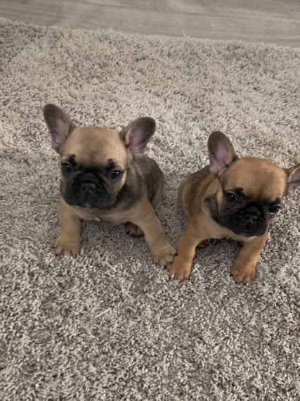 Full Cream French Bulldog Puppy Girl For Sale Text us at 908) 516-8653‬ Image eClassifieds4u