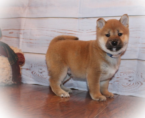 Japanese Shiba Inu Puppies Ready For Sale Text us at 908) 516-8653‬ Image eClassifieds4u