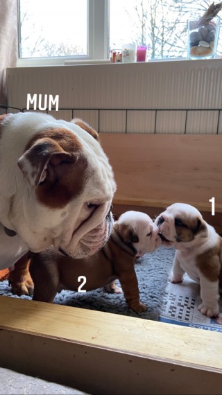 Kc English Bulldog Puppies Only 1boy and 1Girl Available Text us at 908) 516-8653‬ Image eClassifieds4u