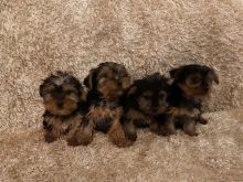 4 Yorkshire Terrier Puppies For Sale Text us at 908) 516-8653‬ Image eClassifieds4u 2