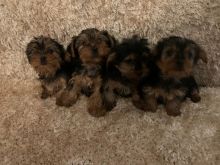 4 Yorkshire Terrier Puppies For Sale Text us at 908) 516-8653‬ Image eClassifieds4u 3