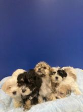 5 Beautiful Morkie Puppies For Sale Text us at 908) 516-8653‬ Image eClassifieds4u 2
