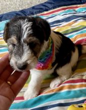 Fox Terrier Girl Puppy For Sale Text us at 908) 516-8653‬ Image eClassifieds4u 2