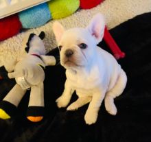 Full Cream French Bulldog Puppy Girl For Sale Text us at 908) 516-8653 Image eClassifieds4u 1