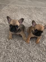 Full Cream French Bulldog Puppy Girl For Sale Text us at 908) 516-8653 Image eClassifieds4u 4