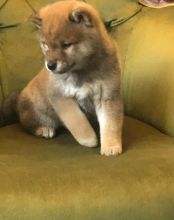Japanese Shiba Inu Puppies Ready For Sale Text us at 908) 516-8653‬ Image eClassifieds4u 1