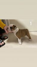 Kc English Bulldog Puppies Only 1boy and 1Girl Available Text us at 908) 516-8653‬ Image eClassifieds4u 1