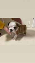 Kc English Bulldog Puppies Only 1boy and 1Girl Available Text us at 908) 516-8653‬ Image eClassifieds4u 3