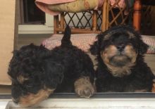Poodle Boy and Girl For Sale Text us at 908) 516-8653‬ Image eClassifieds4u 3
