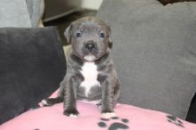 Stunning Blue Staffordshire Puppies For Sale Text us at 908) 516-8653‬ Image eClassifieds4u 2