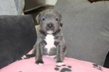 Stunning Blue Staffordshire Puppies For Sale Text us at 908) 516-8653 Image eClassifieds4u 2