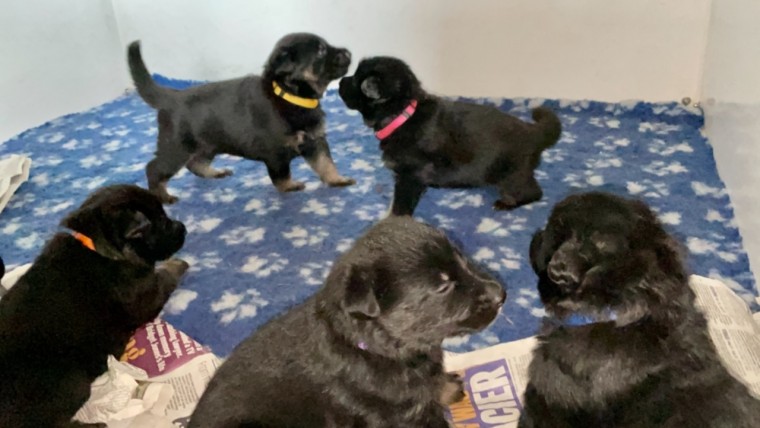 Pedigree Kc German Shepherds Text us at 908) 516-8653‬ Image eClassifieds4u