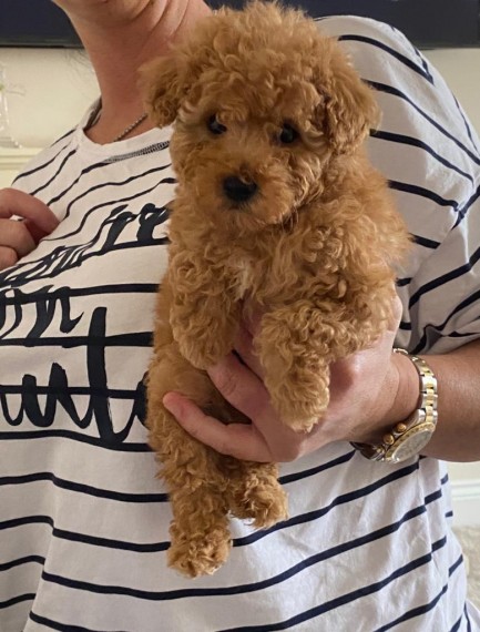 Poodle Boy and Girl For Sale Text us at 908) 516-8653‬ Image eClassifieds4u