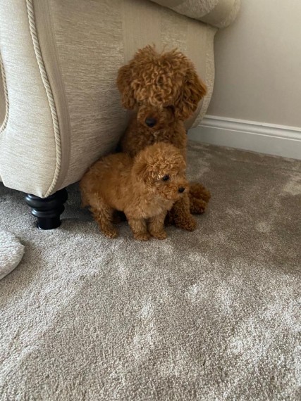 Poodle Boy and Girl For Sale Text us at 908) 516-8653‬ Image eClassifieds4u