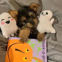 Charming Teacup Yorkie Pups For Adoption