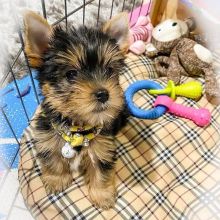 Charming Teacup Yorkie Pups For Adoption