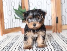 Wholesome Yorkie Puppies for new homes email info@bestpuppiesforhomes.org