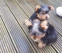 Yorkie Puppies for new homes email info@bestpuppiesforhomes.org
