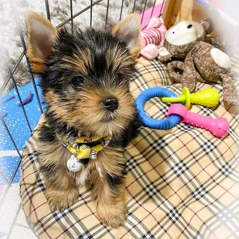 Charming Teacup Yorkie Pups For Adoption Image eClassifieds4u