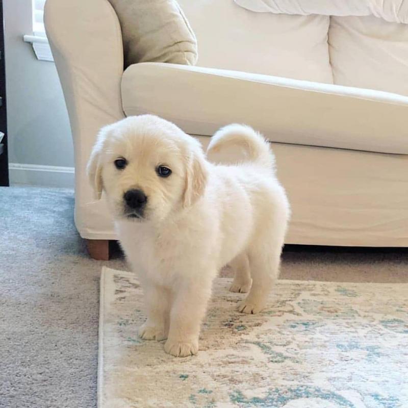 GOLDEN RETRIEVER AVAILABLE FOR ADOPTION Image eClassifieds4u