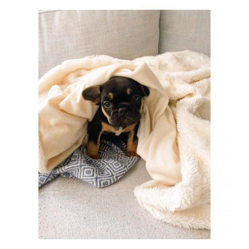 Home raised French Bulldog puppies for rehoming Image eClassifieds4u