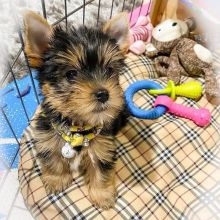 Charming Teacup Yorkie Pups For Adoption Image eClassifieds4U