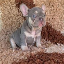 Home raised French Bulldog puppies for rehoming Image eClassifieds4U