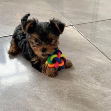 Well trained Teacup Yorkie puppies for new homes Image eClassifieds4U