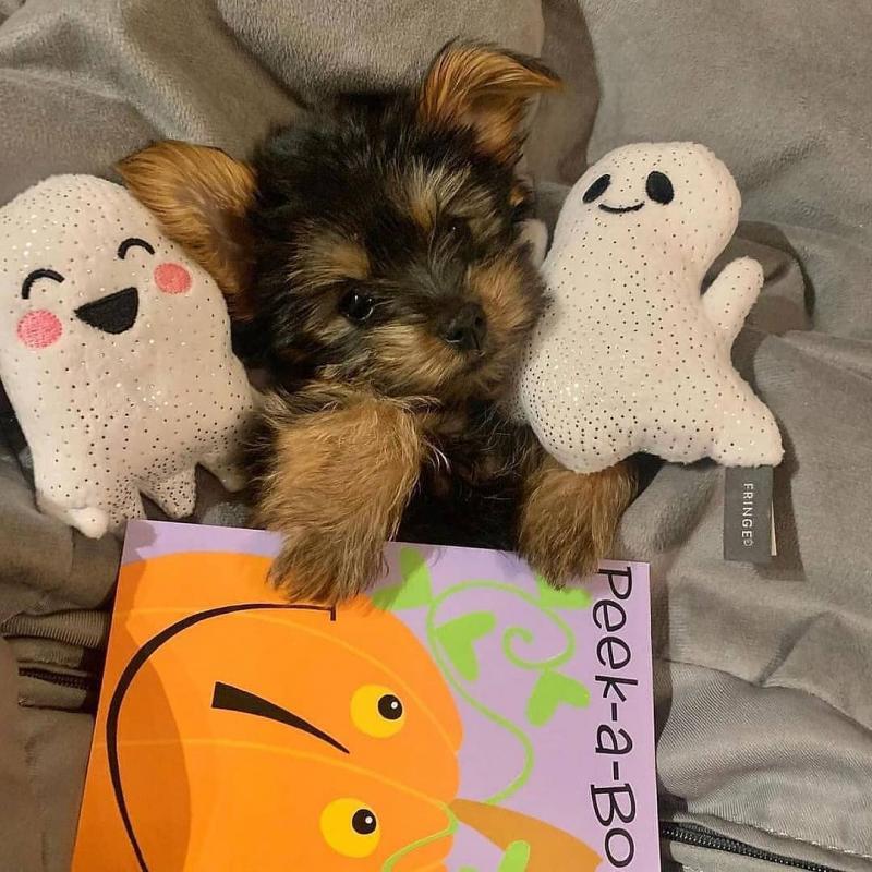 Well trained Teacup Yorkie puppies for new homes Image eClassifieds4u