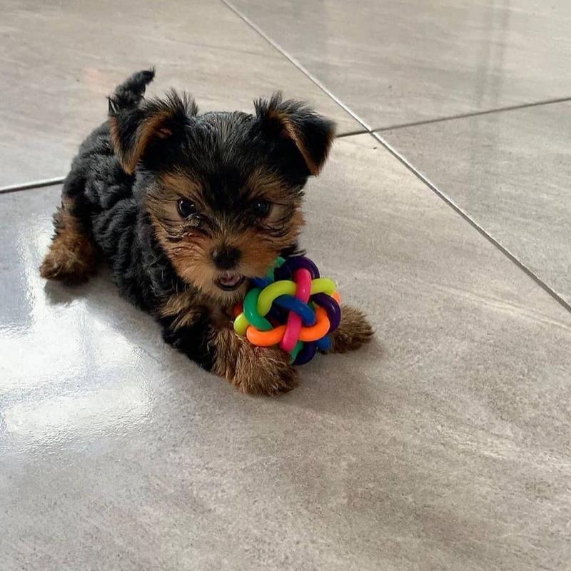 Well trained Teacup Yorkie puppies for new homes Image eClassifieds4u