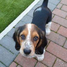BASSET HOUND PUPPIES AVAILABLE FOR ADOPTION