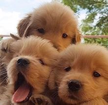 Joyful Golden Retriever puppies ready for rehoming