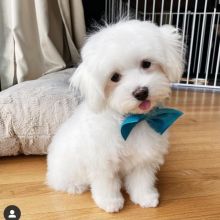 MALTESE AVAILABLE FOR ADOPTION