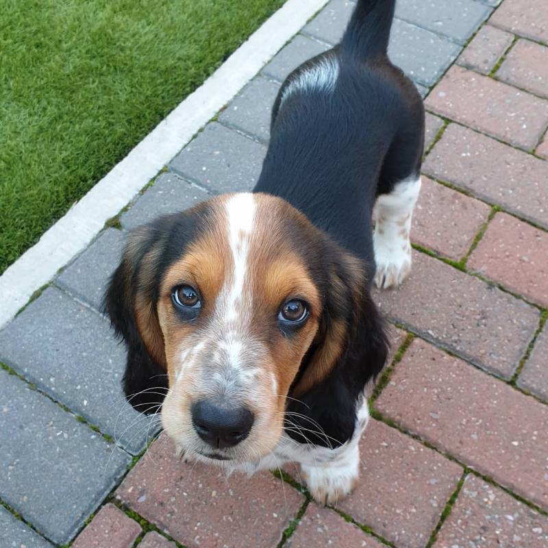 BASSET HOUND PUPPIES AVAILABLE FOR ADOPTION Image eClassifieds4u