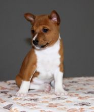 Accurate Basenji puppies for sale text us at (706) 607-8151