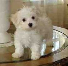 Affectionate Maltese puppies,