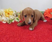 Beautiful male and female Dachshunds puppies