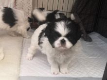 Gorgous Japanese Chin Puppies puppies for sale