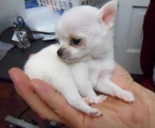 Lovely Chihuahua puppies available.